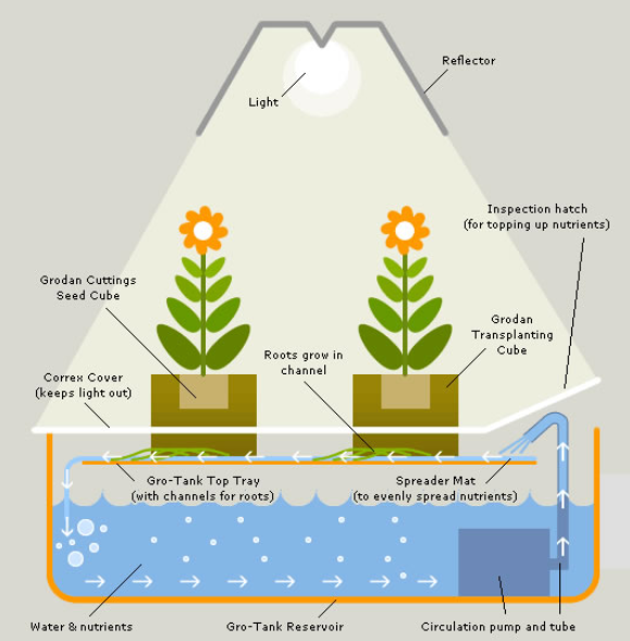 Kweken op hydrocultuur