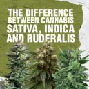 Het verschil tussen Cannabis Sativa, Indica en Ruderalis