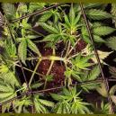 Trainingsfouten bij cannabisplanten - Wat moet je NIET doen?