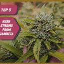 Top 5 Kush-soorten Van Zambeza Seeds