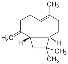 Caryofylleen