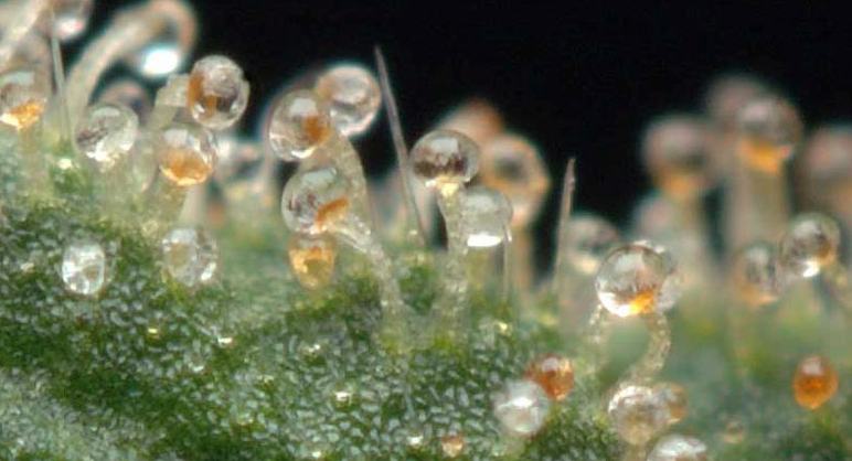 Cannabis Amber Trichomen