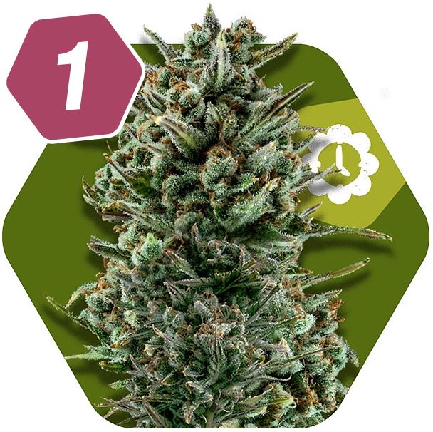 Amnesia Haze XL Autoflowering Sativa Cannabis Seeds
