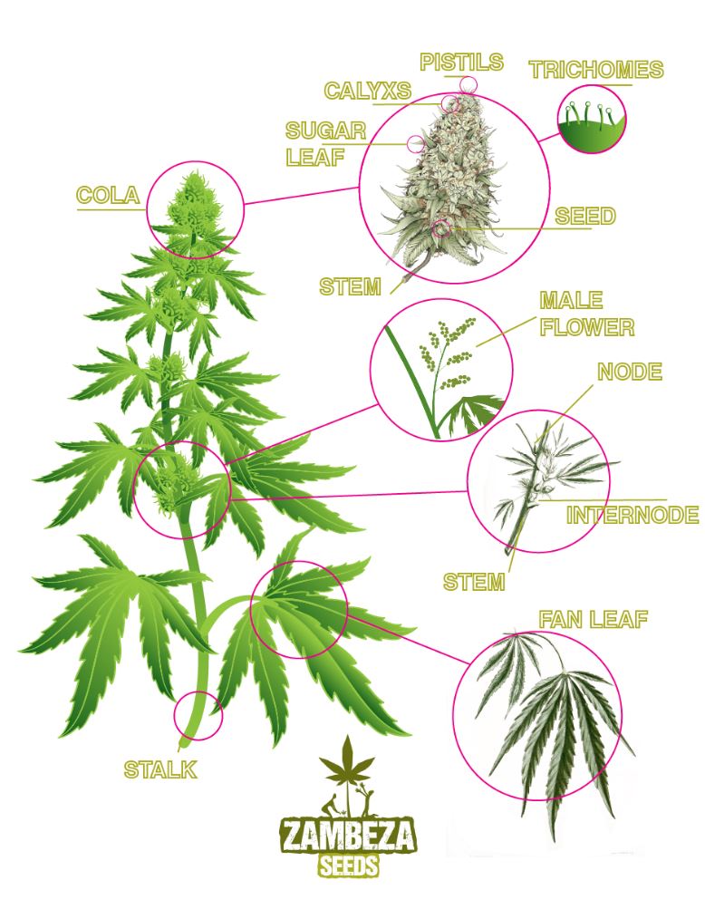De anatomie van een cannabisplant