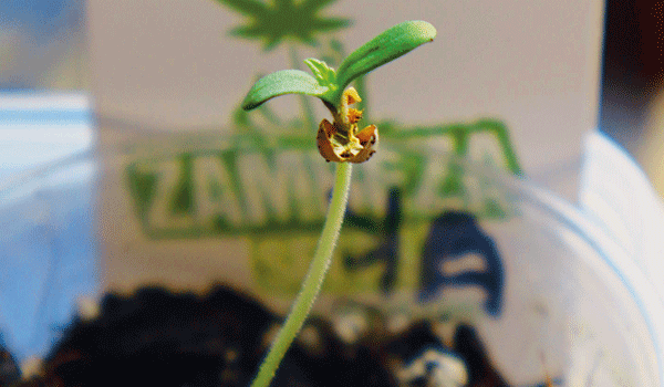  Zambeza-cannabiszaad ontkiemd