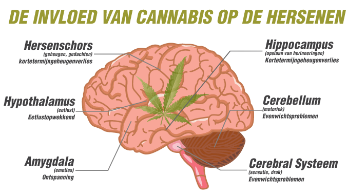 De invloed van cannabis op de hersenen