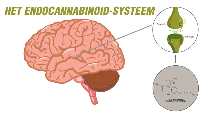 Het Endocannabinoid-Systeem