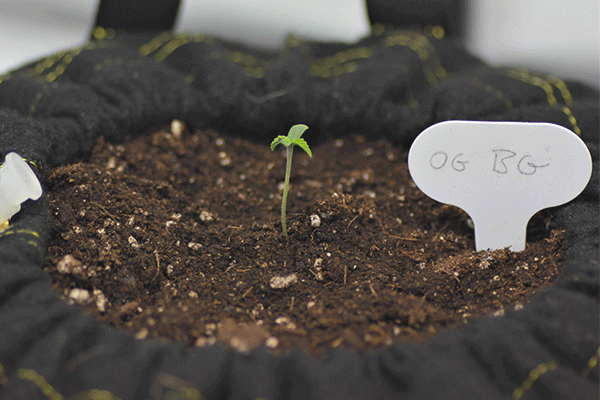 Pot with some high-quality soil