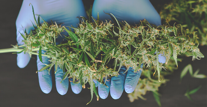 Cannabis klaar voor de oogst