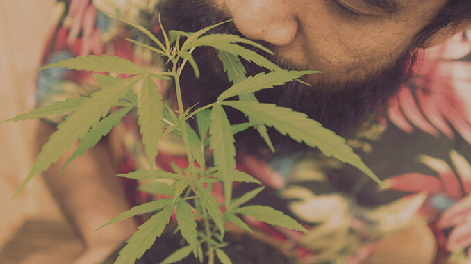 Thuis gekweekte cannabisplant