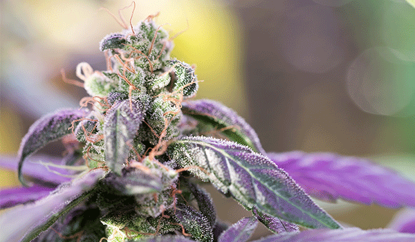 Close up from cannabis female plant 