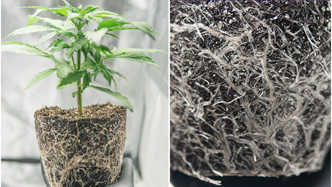 Cannabis plant roots