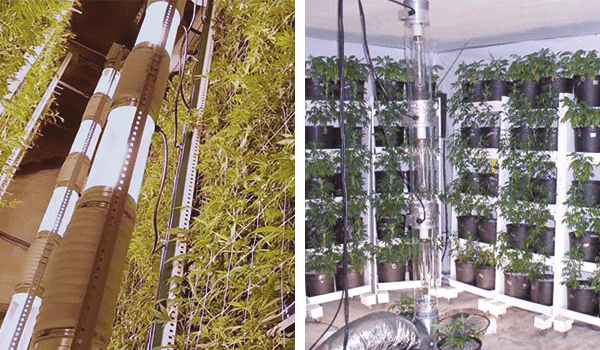 Vertical Cannabis cultivation
