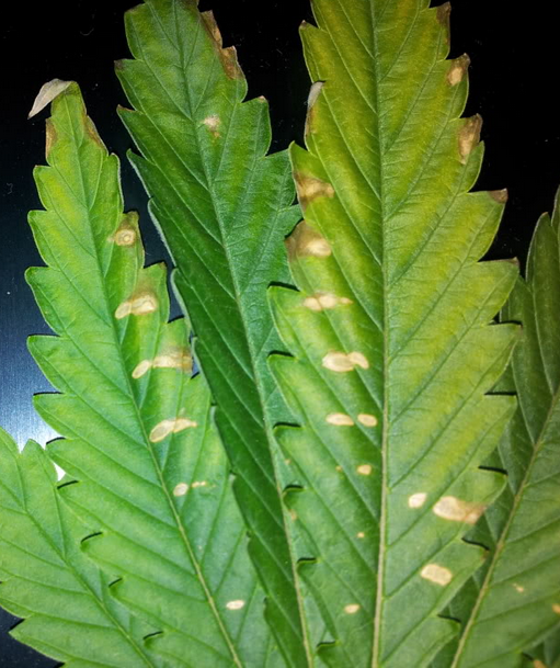 Calciumtekort cannabisplanten