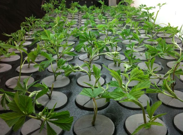 Klonen cannabis planten 