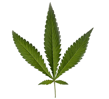 Cannabis Ruderalis blad
