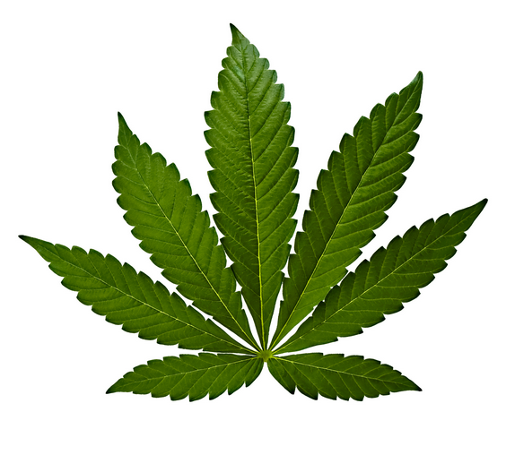 Cannabis Indica blad