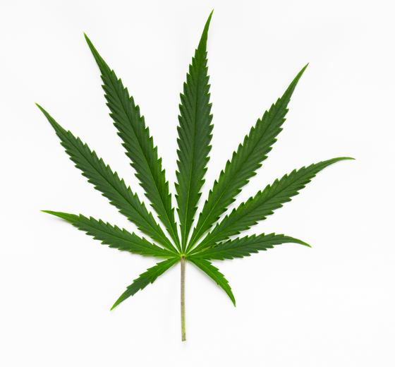 Cannabis Sativa blad