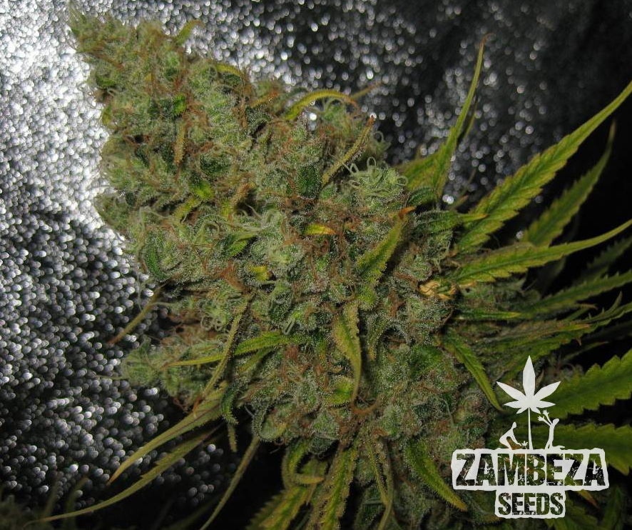 Original Amnesia Haze Gefeminiseerde Cannabis Zaden 
