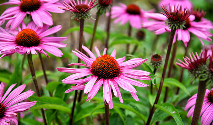 ECHINACEA