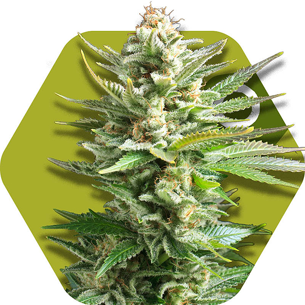Amnesia Haze XL Cannabis strain
