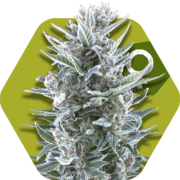 blueberry cannabis strain