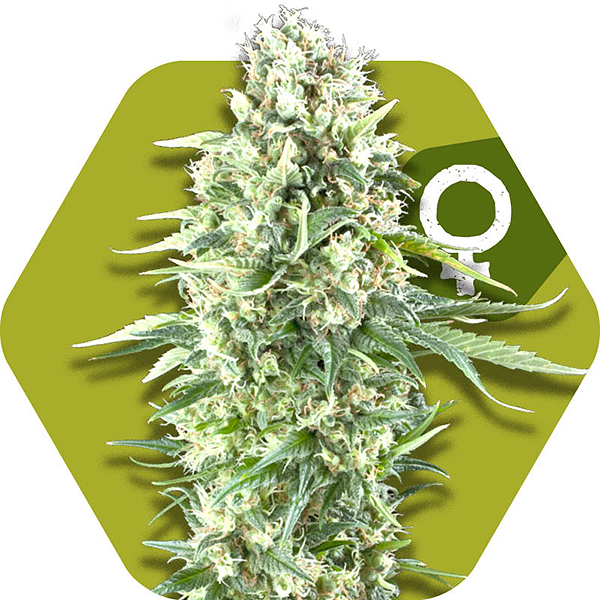 power plant xl feminized cannabis strain