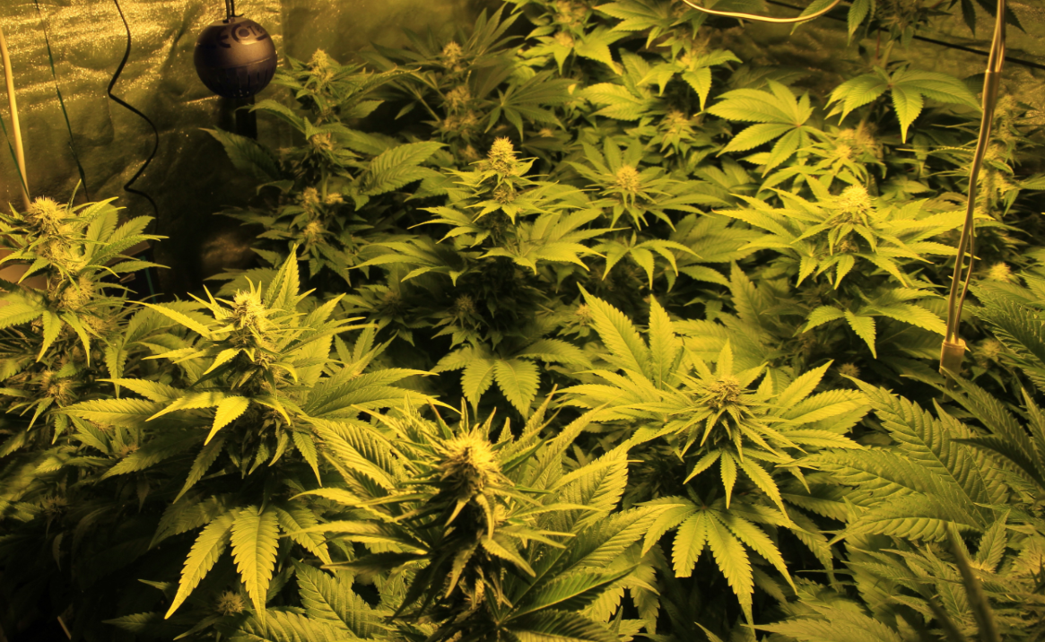 Binnenplant cannabis