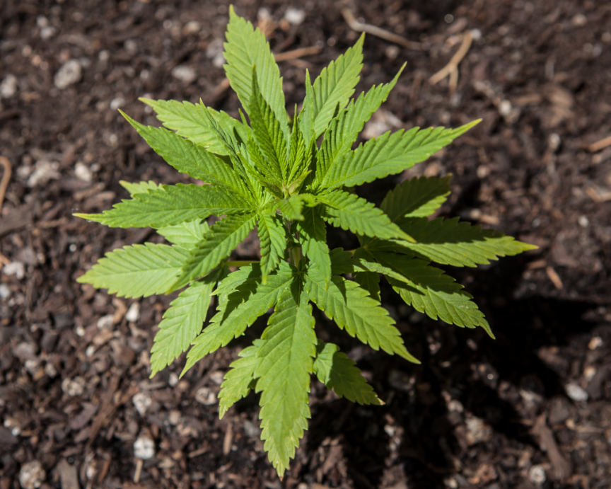 Kleine Cannabis Plant