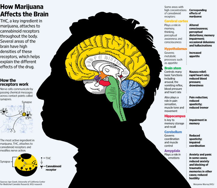 THC en de hersenen 