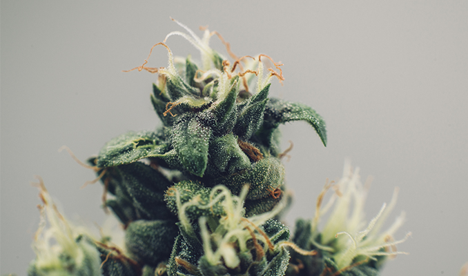 Wat Zijn Cannabis Hybrides En Hoe Komen Ze Tot Stand?