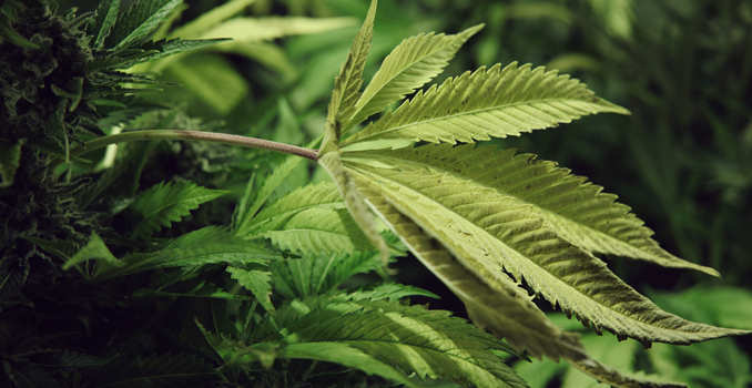 Fotosynthese cannabisplanten co2