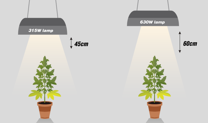 Voldoende afstand is tussen je lampen en planten