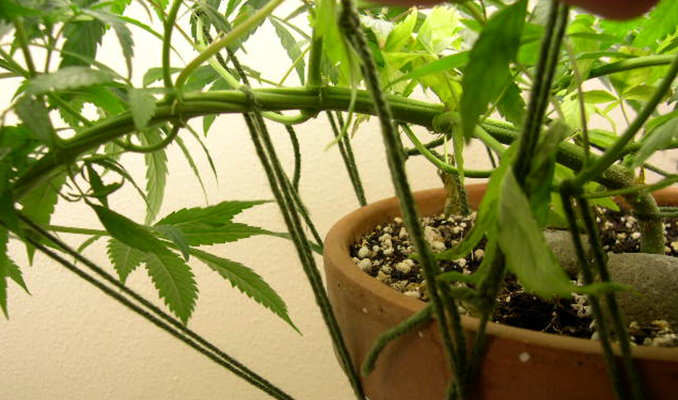 Low Stress Training: Verhoog De Opbrengst Van Je Cannabisplant