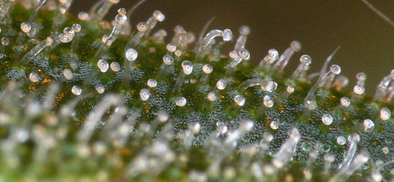 Cannabis Melkachtige Trichomen