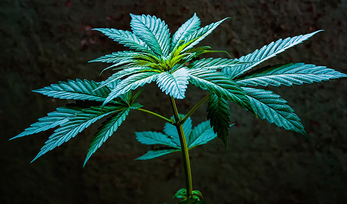 De Vegetatieve Fase Van Cannabis