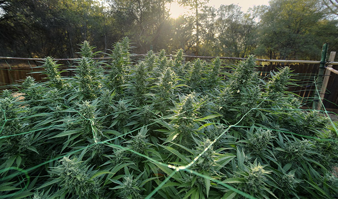 De Complete Gids Over Het Buiten Kweken Van Cannabis