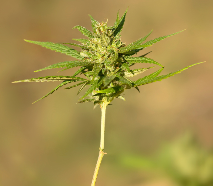 Marijuana planten 