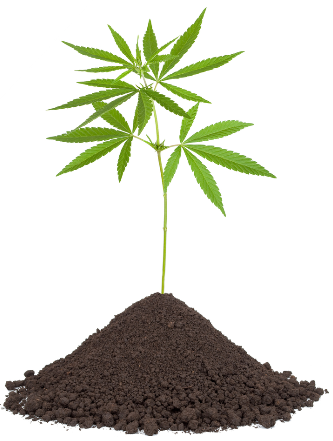 Maak de beste grond voor je cannabiszaden 