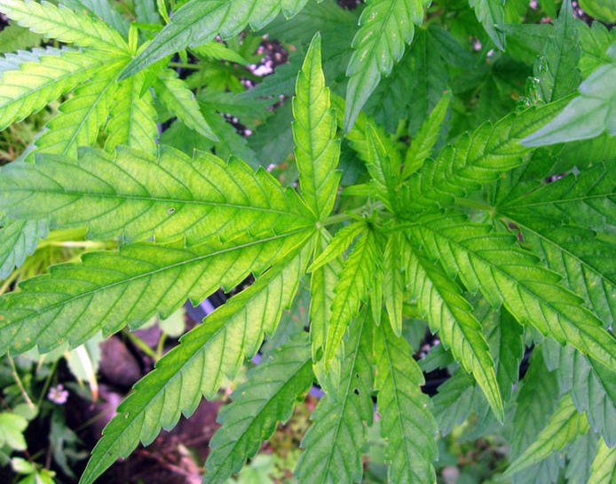 Zwavel-deficiëntie cannabis