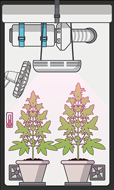 VENTILATIE & GEURBEHEERSING hennep cannabis