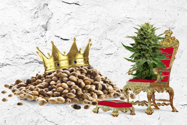  Koning Willem Alexander's Cannabis Troon