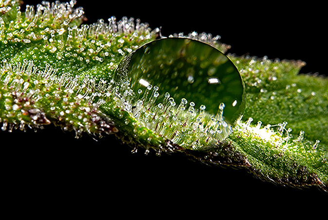 Trichome