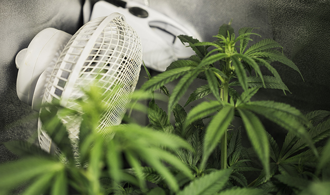 Het Belang Van Ventilatie Bij Het Kweken Van Cannabis