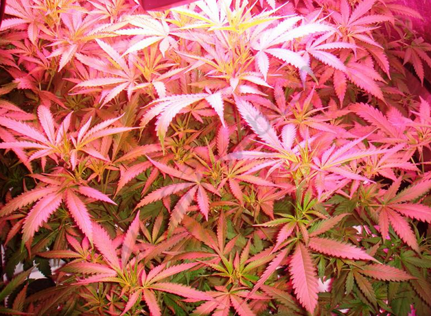 Aeroponic cannabis planten