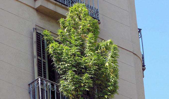 Cannabis Kweken Op Het Balkon 