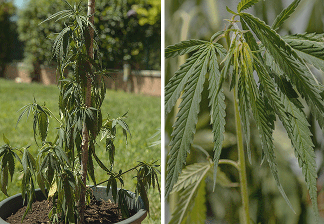 Symptoms of underwatering cannabis plants