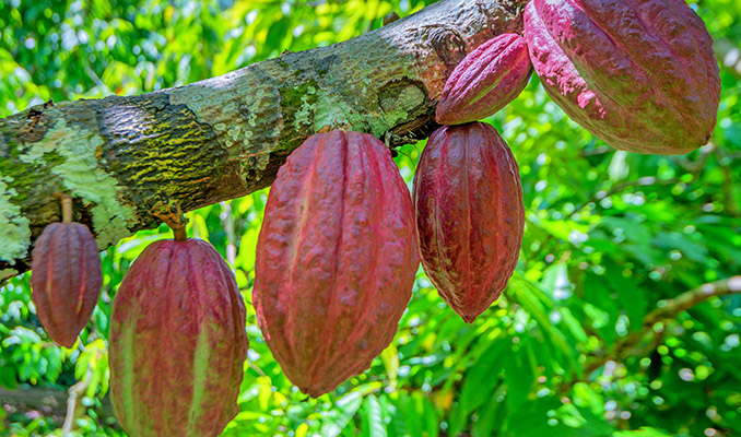 CACAOBOOM