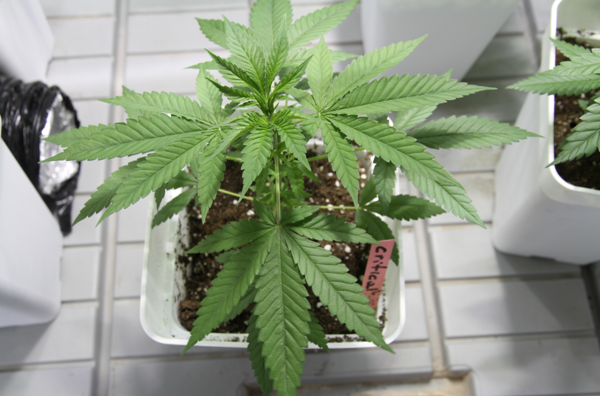 Critical Pride cannabis plant