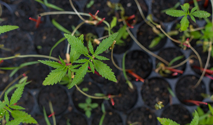 Hoe Veredel En Behoud Je Je Eigen Cannabis Genetica?